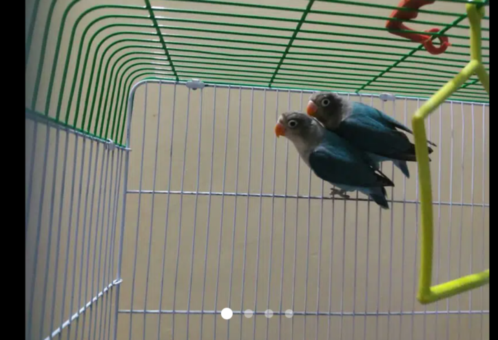2 pes Blue Fishrie//ino