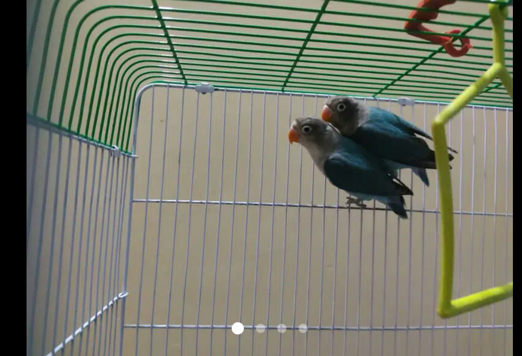 2 pes Blue Fishrie//ino