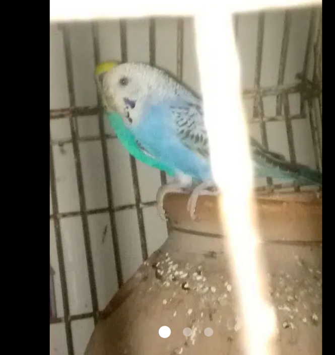 budgies breeder pair