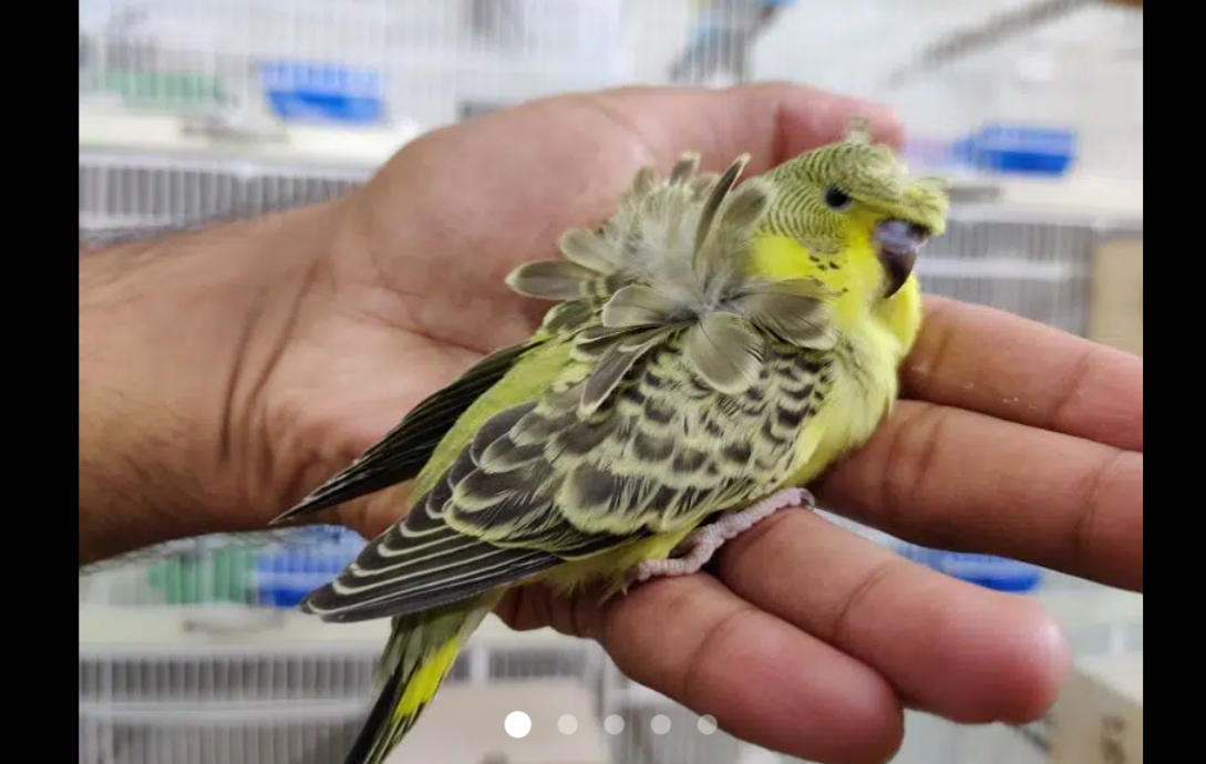 Double Flower Ecb Female Available