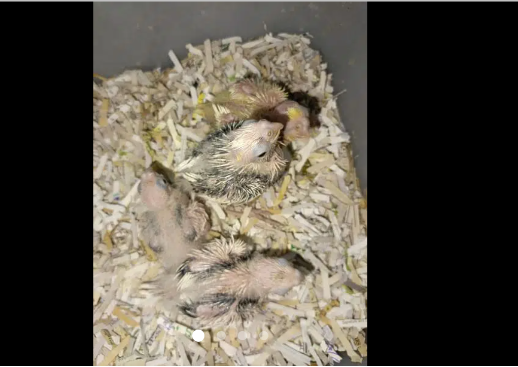 cocktails chick available for hand tame purpose