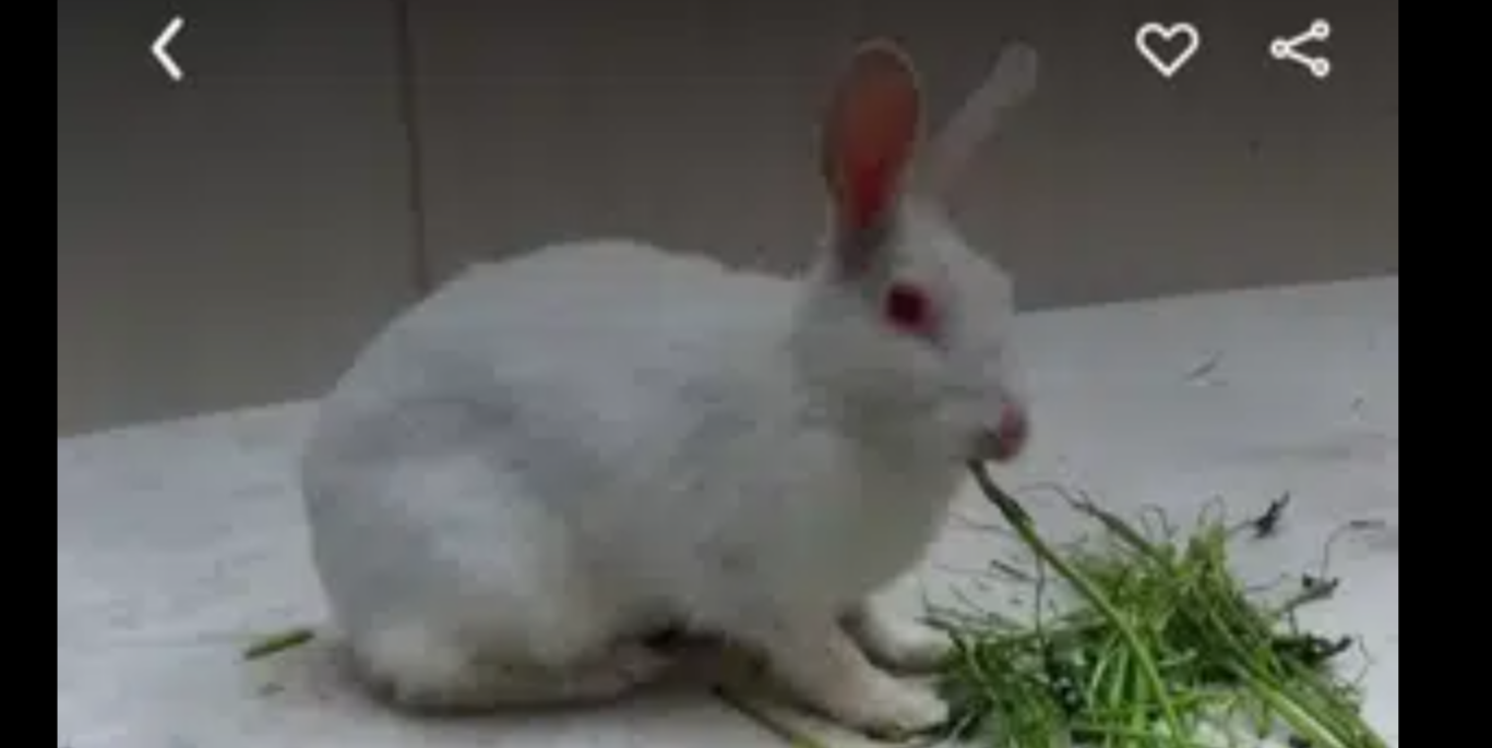 read eyes rabbit