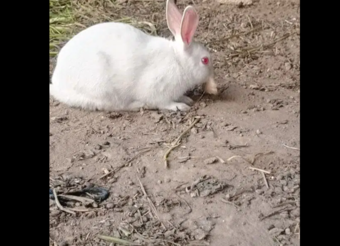 red eyes rabbit full active and healthy