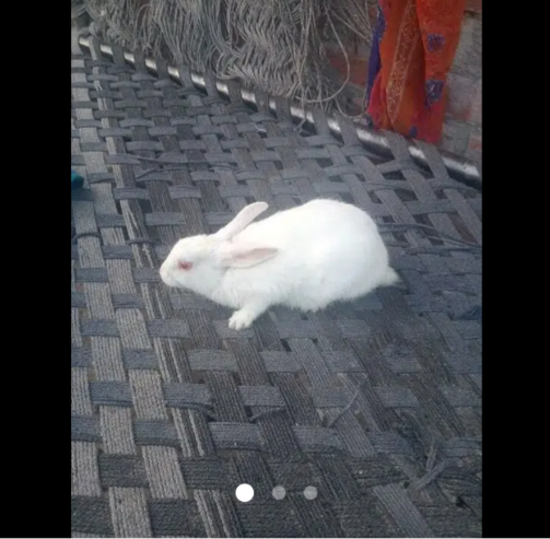 rabbit in Lahore