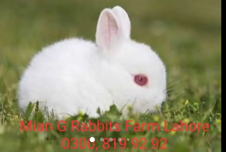 male, female, babys & breeders available in Lahore