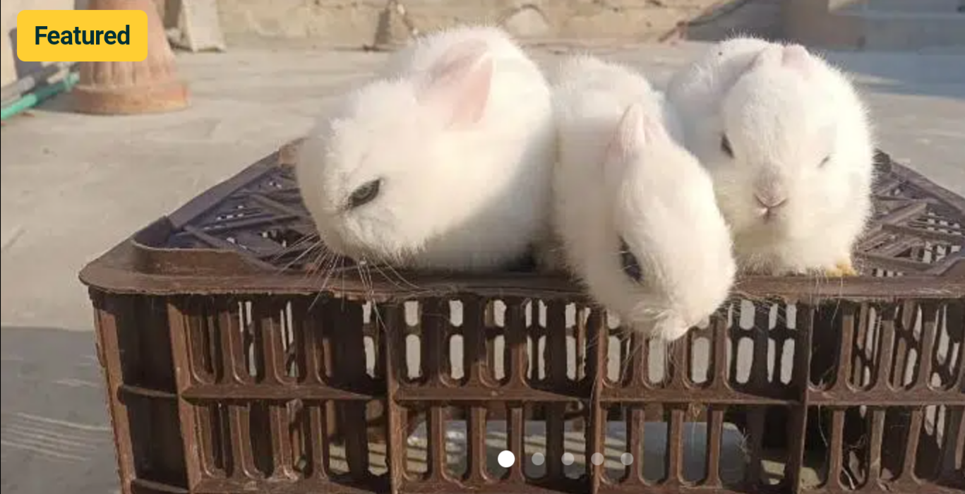 hotot dwarf bunnys supreme quality trio set