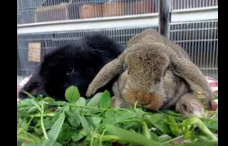 German lop baby pair Supreme quality punch face