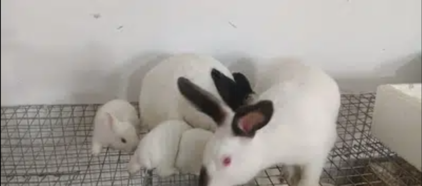 California Rabbits Pair with 3 bunnys