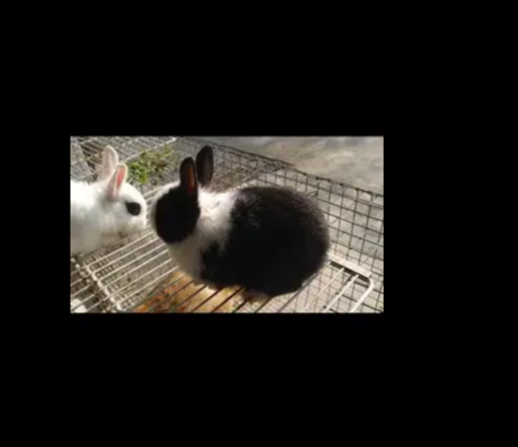 Rabbits Hotot Dwarf
