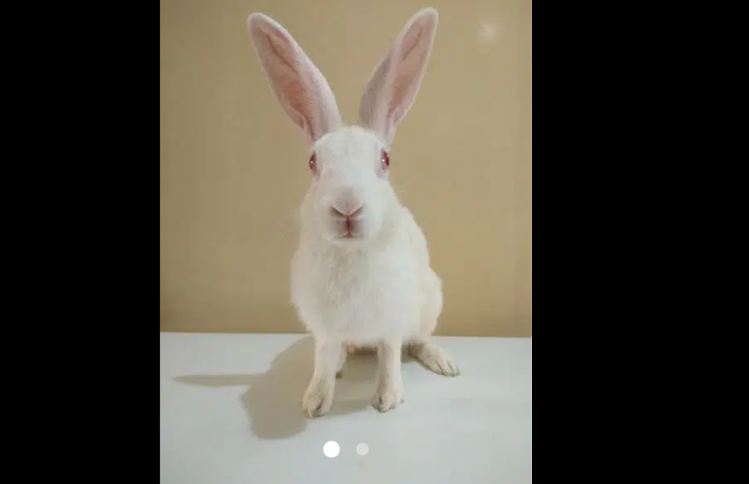 rabbit pair in Karachi