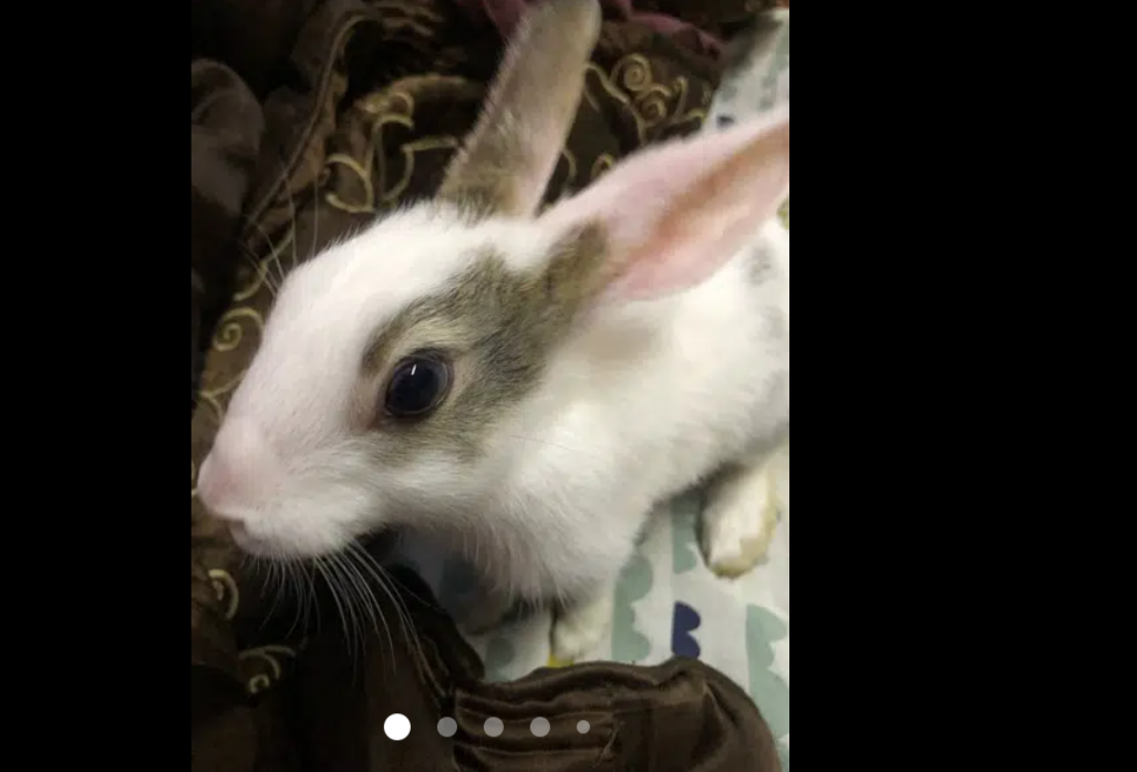rabbits red eyes pairs healthy and friendly