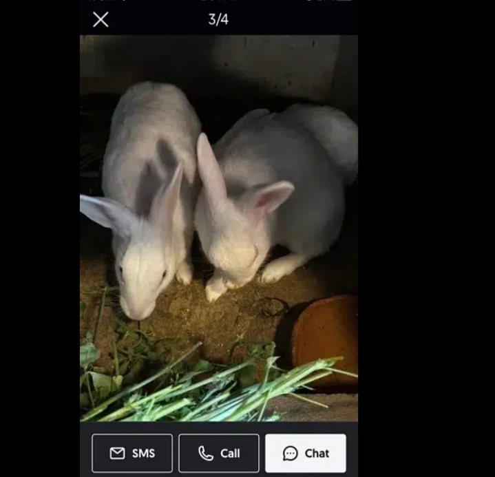 2 rabbit pregnant female for sale