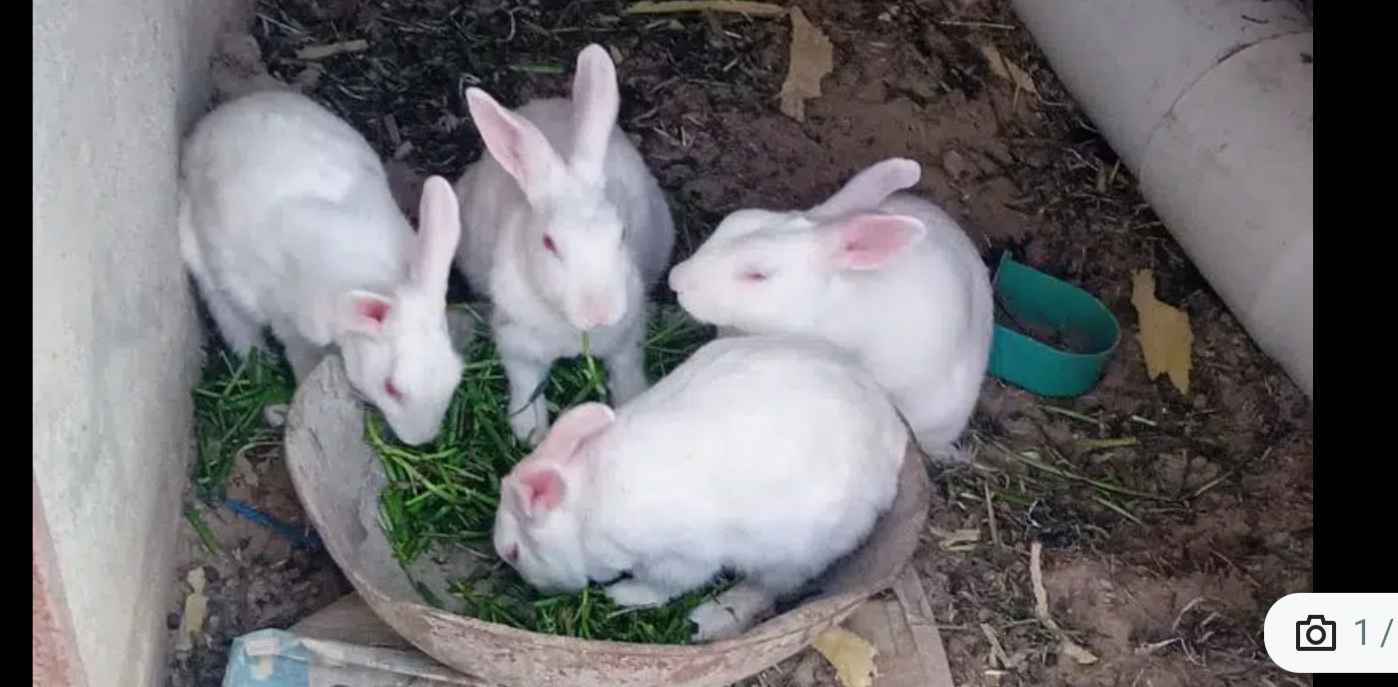 Pure White Red Eye Rabbit breeding condition whtsp 03452378121