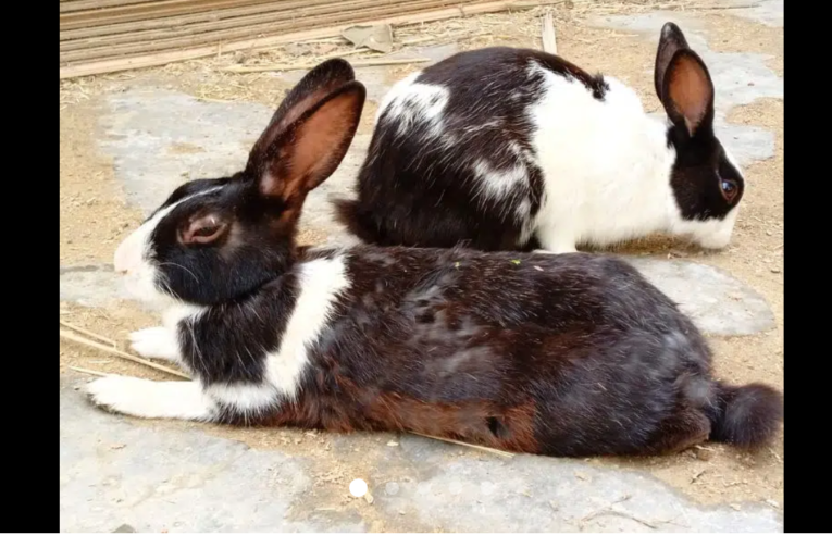 rabbit breeder pair
