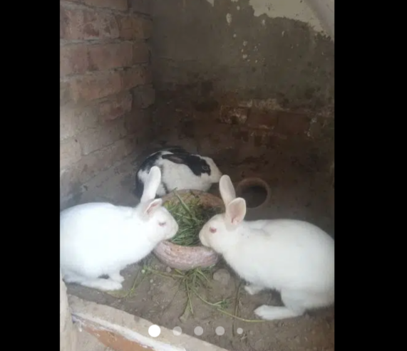 Breeder Rabbits Pair For Sale 1 Red Eye Pair+1 Breeder Female