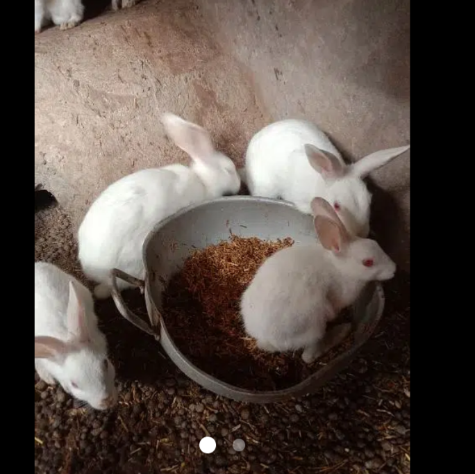 babies rabbits only WhatsApp 03094973721 for call 03047070997
