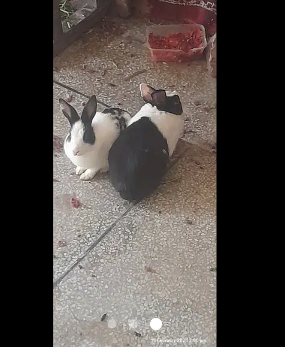 4 Rabbits 2 pair hain. 1 pair fresh hai 1 pair adult age