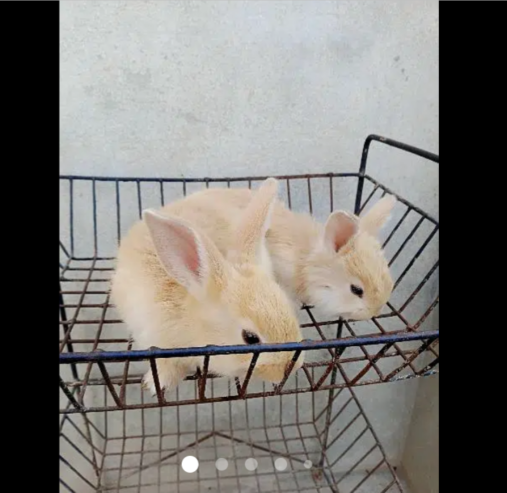 flamish rabbits bunnys 1pair 5000 k ۔ age 1 month male and female