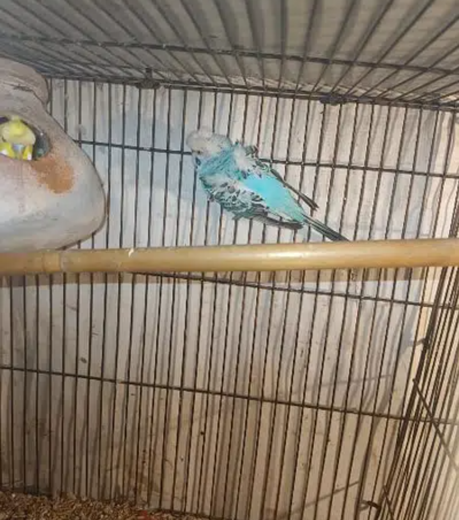 1 hogoromo breader male and 2 china doves breader pairs