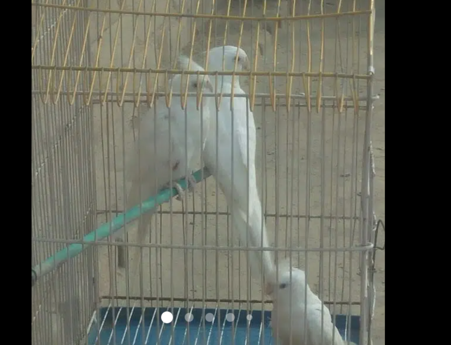 cocktail breeder pair ,Fischer Doves khumry breeder pairs