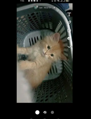 kitten for urgent sale