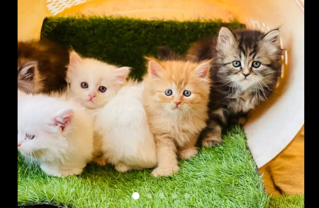 Persian kittens