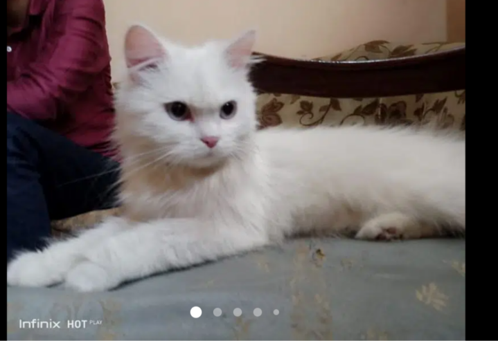pure persian cat for sale