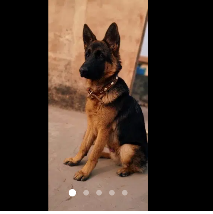 German shepherd dog /dog for sale /GSD