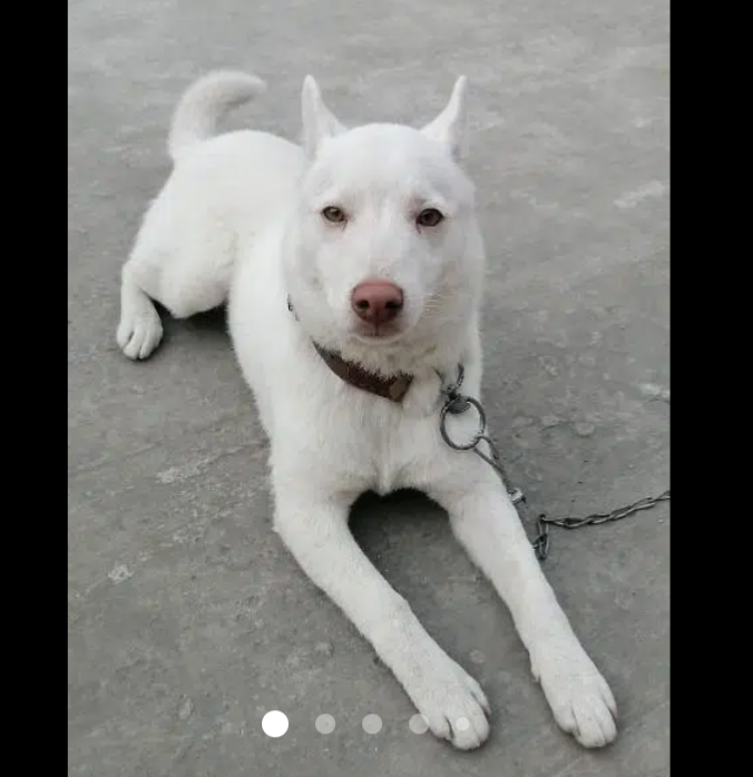 Siberian Dog