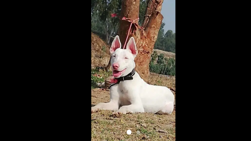 kohait gultair Male age 5 month pink nose for sale