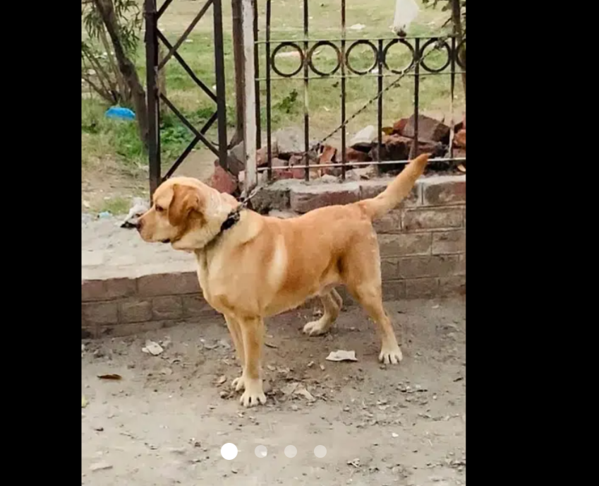 Eglish Labrador Male. For Sale