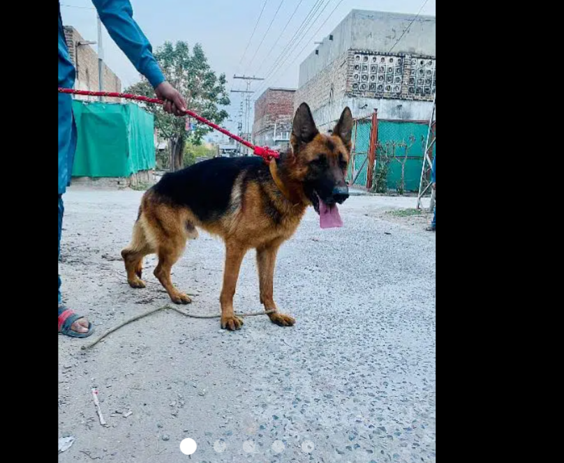German shepherd male