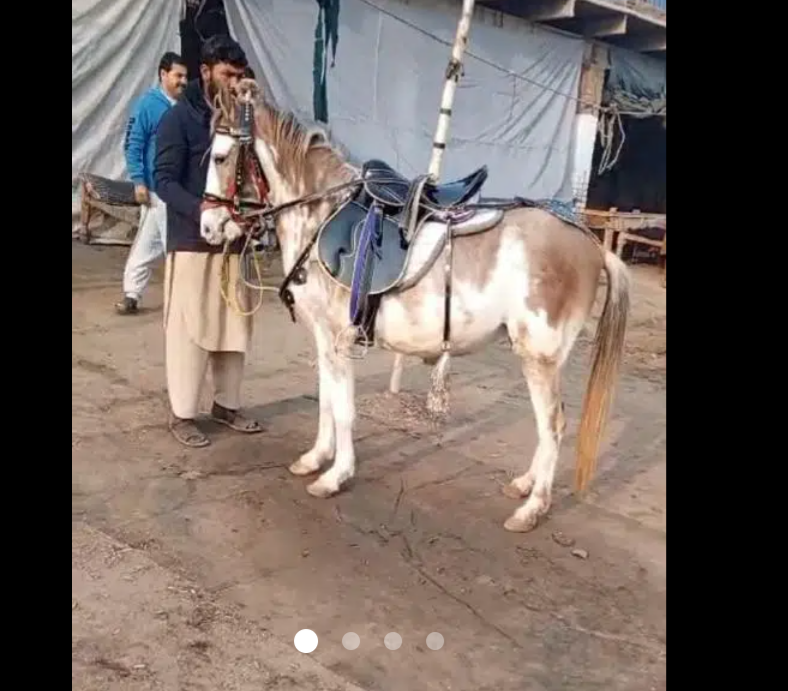 Small female horse / Sabino Pony