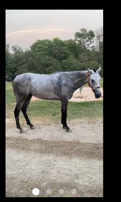 Horse /Polo gelding horse for sale.