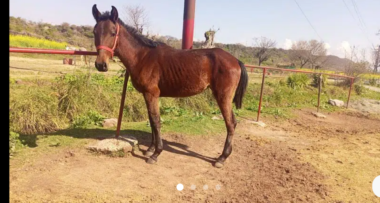 kumait vacheri / bay filly for sale