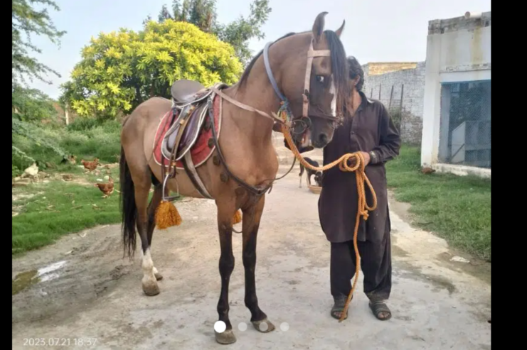 Kulla horse for sale only whatsapp 03025437796
