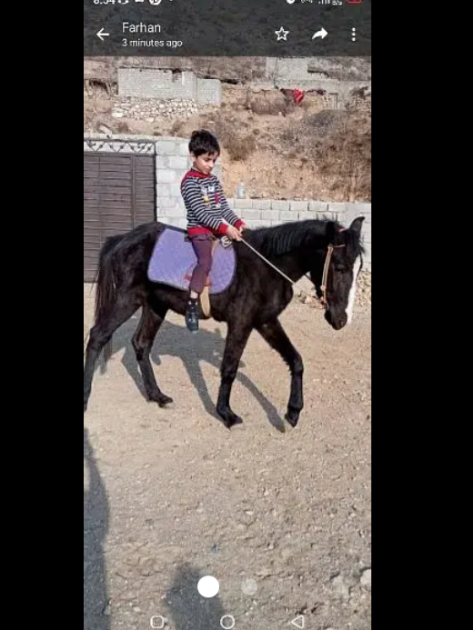 pure black wachra for sale in texila