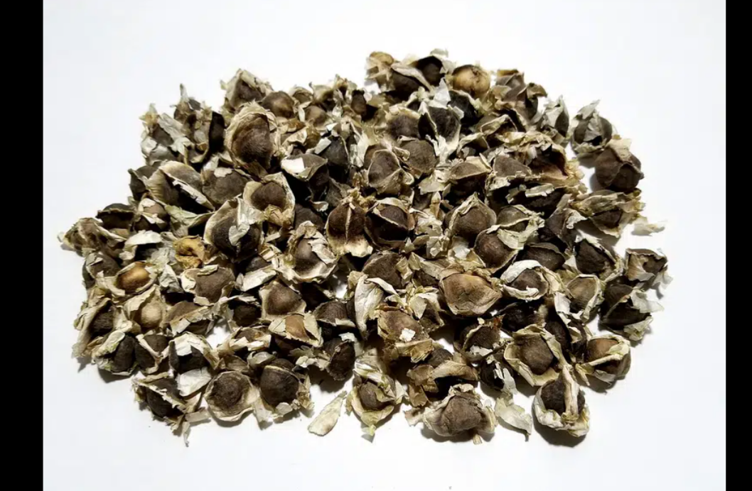 MORINGA SEEDS