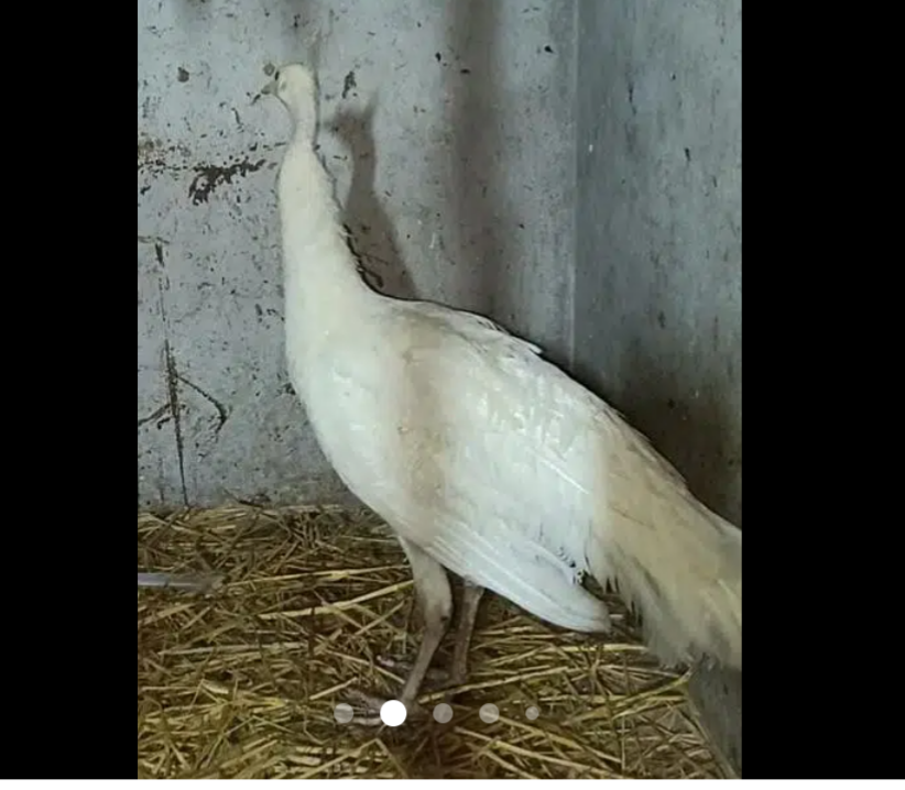 Peacock for sale
