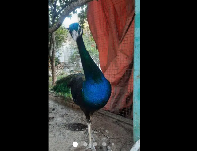 Peacocks – Indian Blue / Black Shoulder