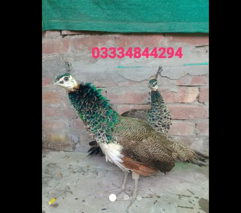 Peacock for sale
