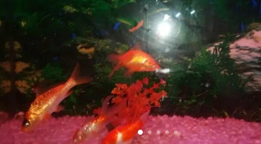koi fish orange color