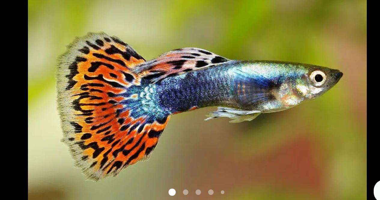 exortic guppies in Karachi