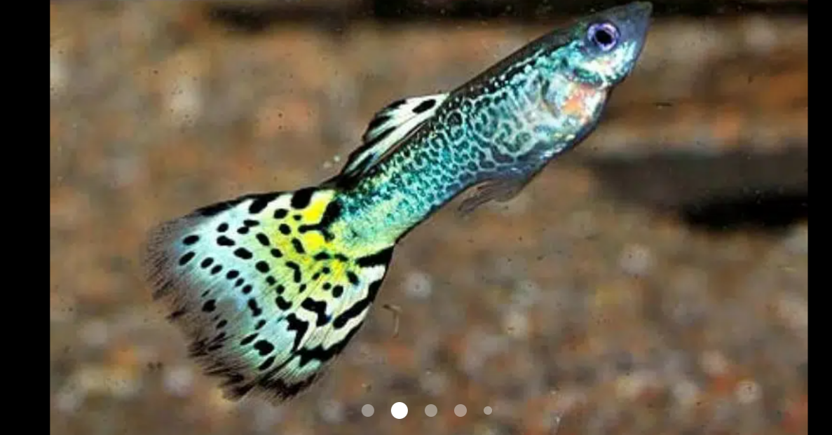 exortic guppies in Karachi