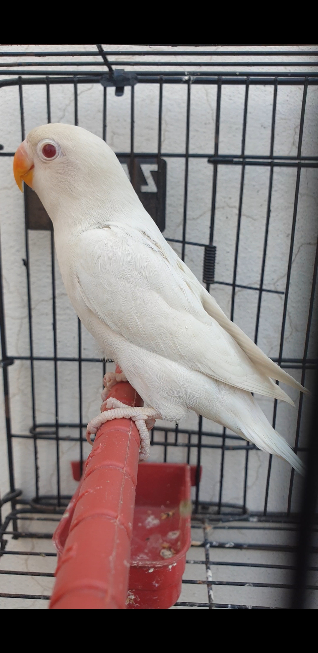 Albino Red Eye