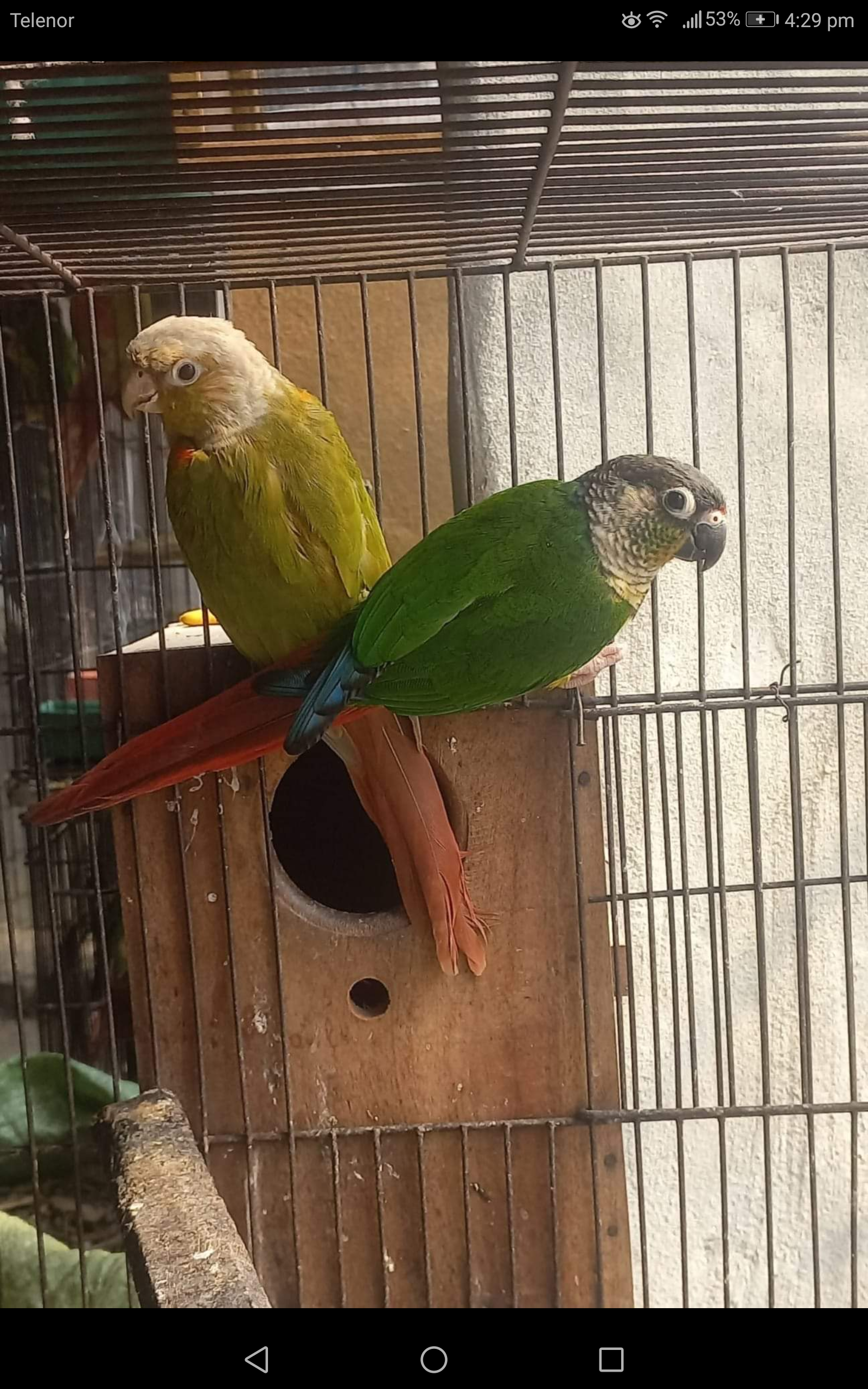 Parrot for sale