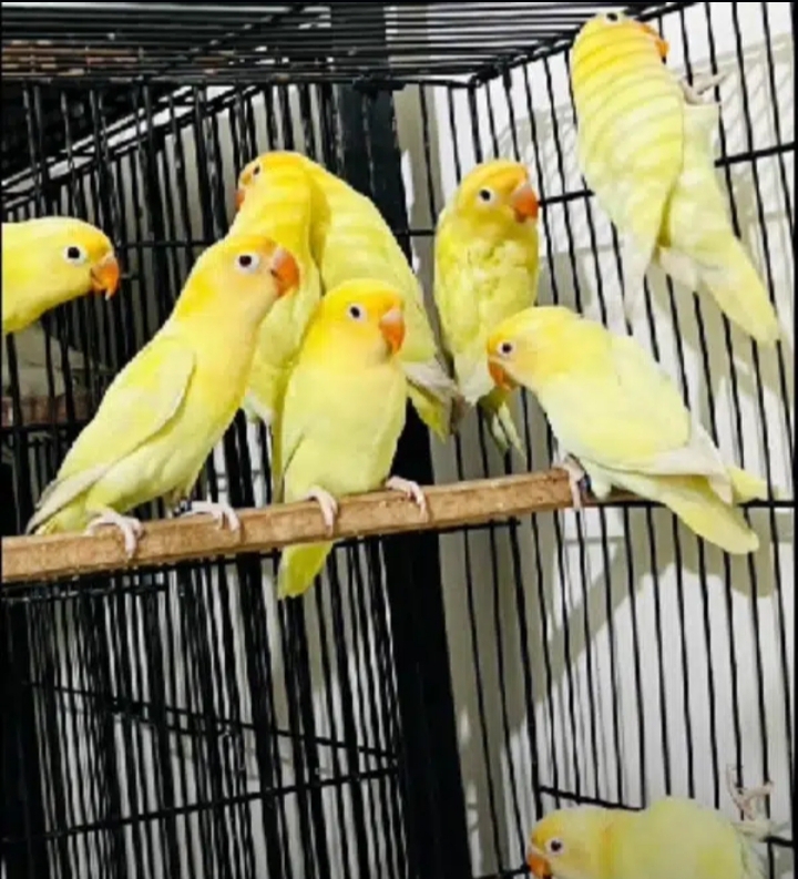 love birds