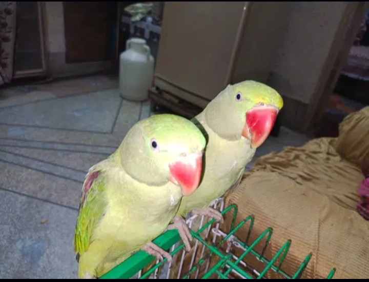 parrot for sale / talking parrot / parrot