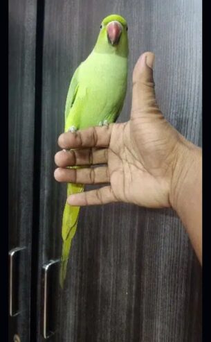 Male (phatta) Full Talking And Hand Tamed