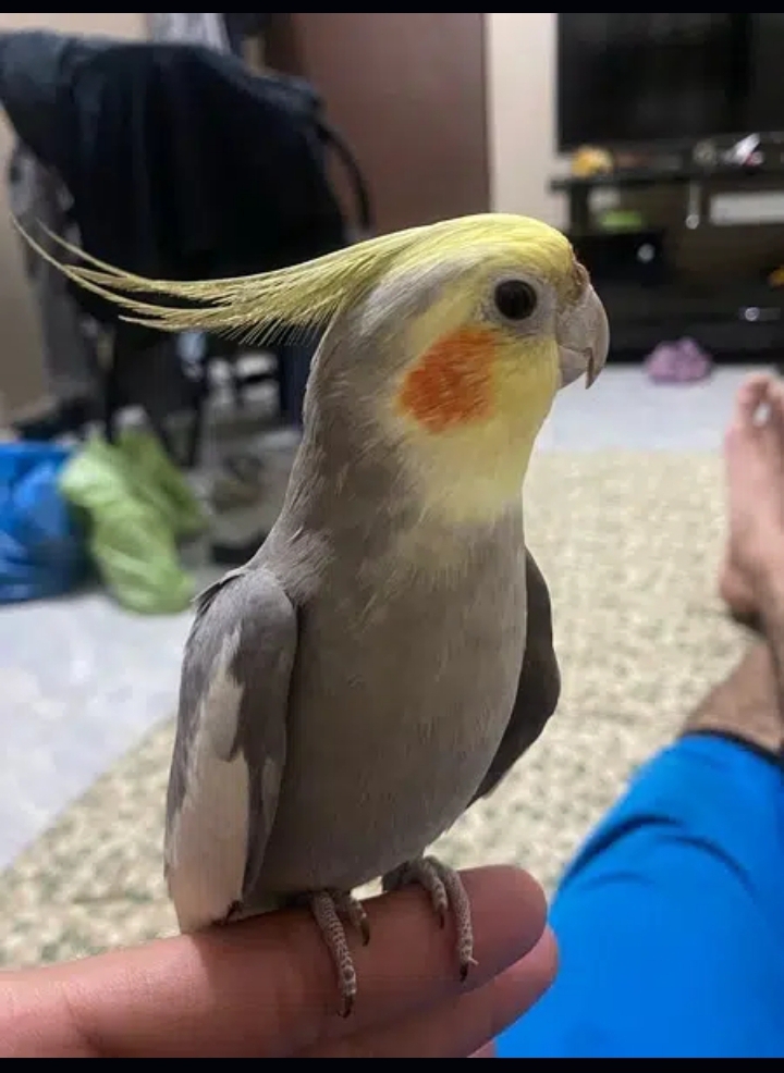 cockatiel male